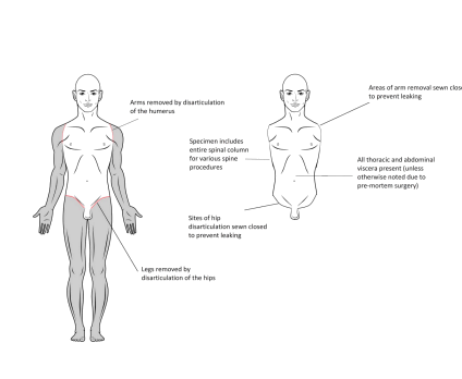 Torso com Cabeça